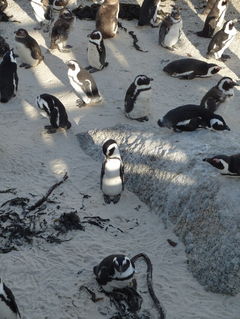 Penguins minding their own business
